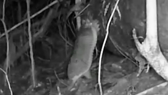 Apariție spectaculoasă în jungla Amazonului. Animalul extrem de rar pe care cercetătorii l-au căutat ani întregi