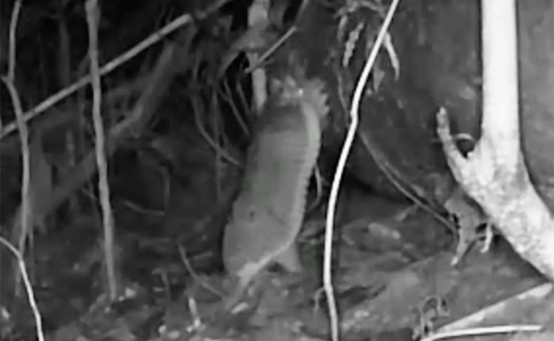 Animal rar surprins &icirc;n jungla Amazonului&sol; Foto&colon; Captur&abreve; video