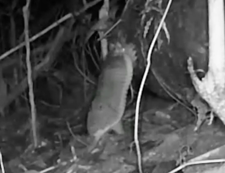 Animal rar surprins în jungla Amazonului/ Foto: Captură video