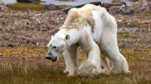 starving-polar-bear