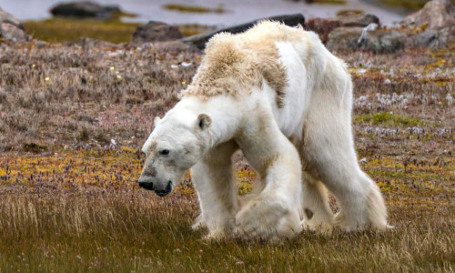 starving-polar-bear