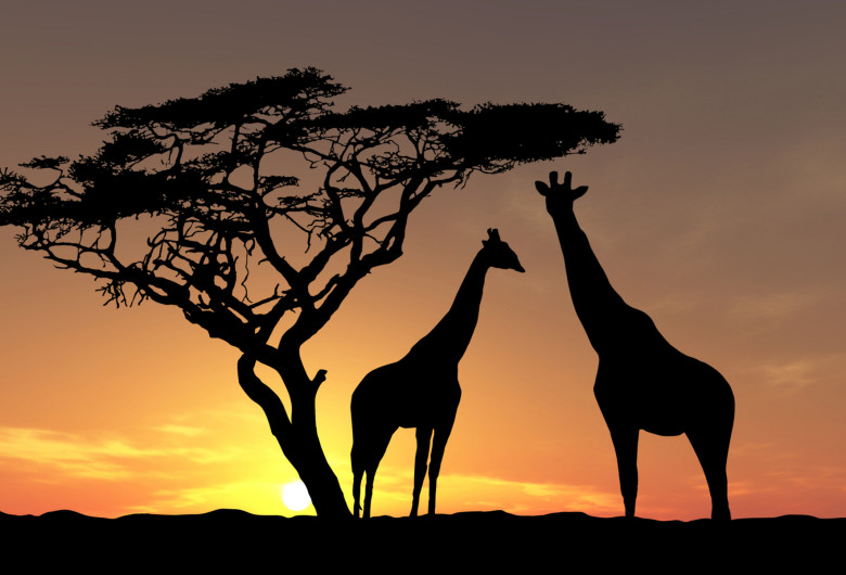 africa