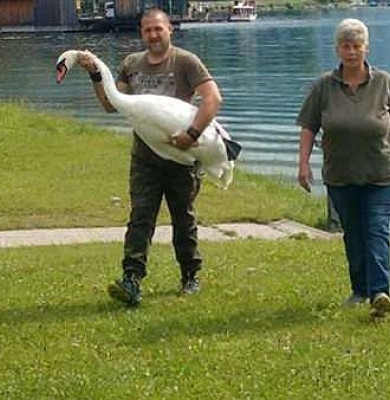 gay swan