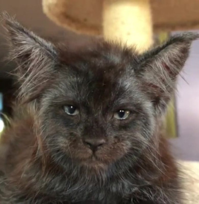 cat