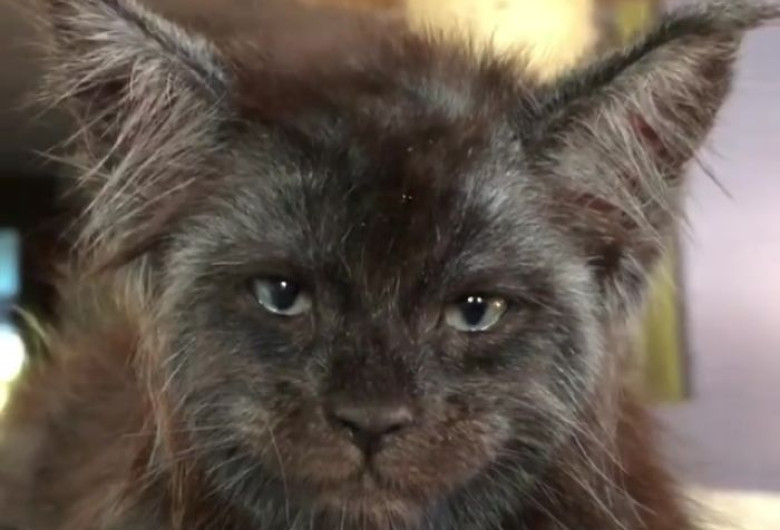 cat