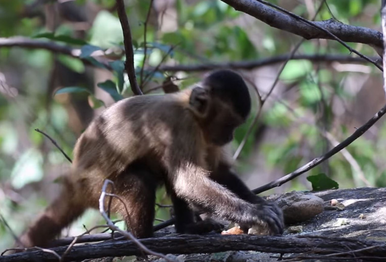 monkeywithrock