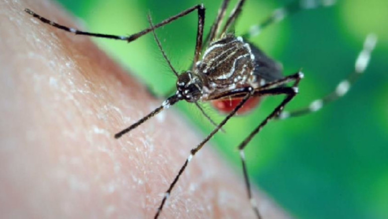 Țânțarul Aedes aegypti