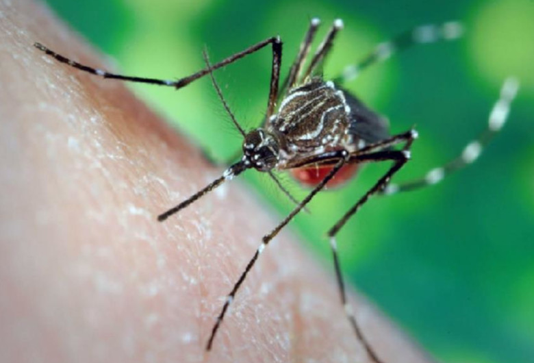 Țânțarul Aedes aegypti