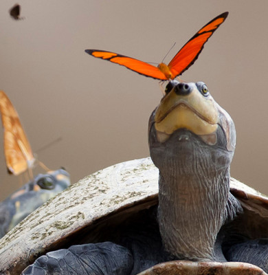 butterflies-drink-turtle-tears-lacryphagy-ecuador-fb2