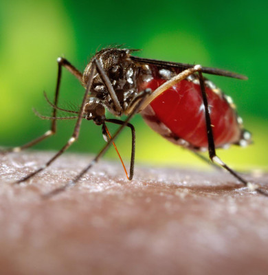 west nile