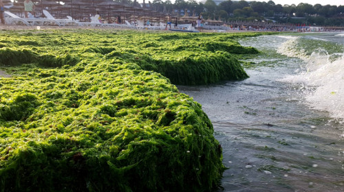 Alge la malul mării