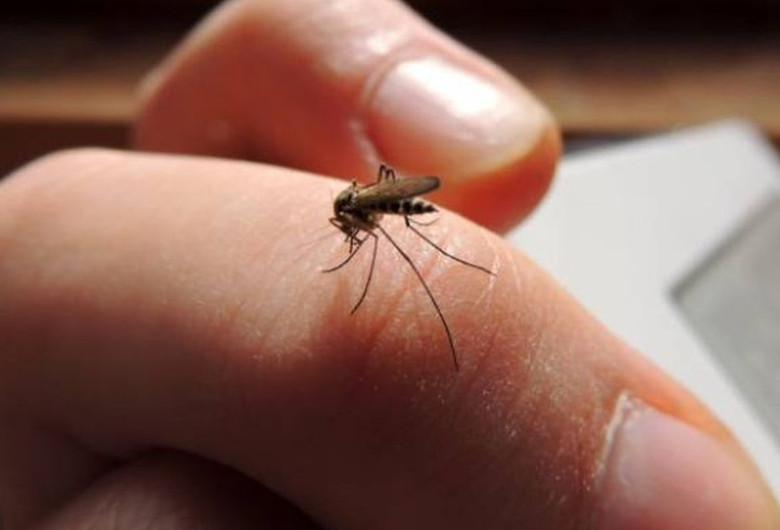 Țânțar pe deget, West Nile