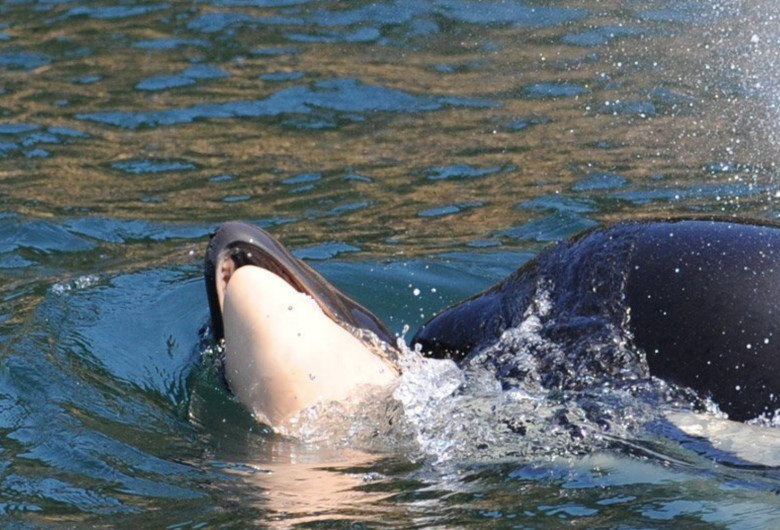 orca