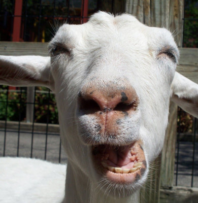capra