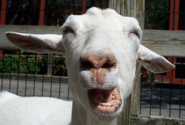 capra