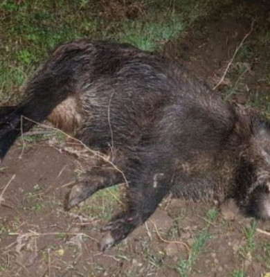 Porc mistreț mort