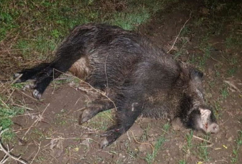 Porc mistreț mort