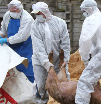 Porci sacrificați din cauza pestei porcine