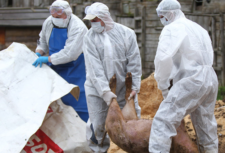 Porci sacrificați din cauza pestei porcine