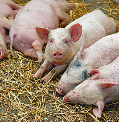Porci infestați cu pesta porcină africană