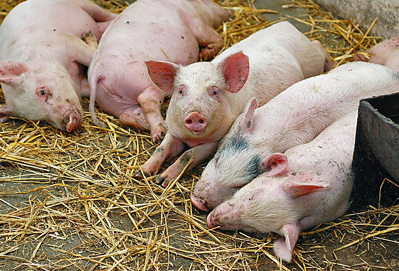 Porci infestați cu pesta porcină africană