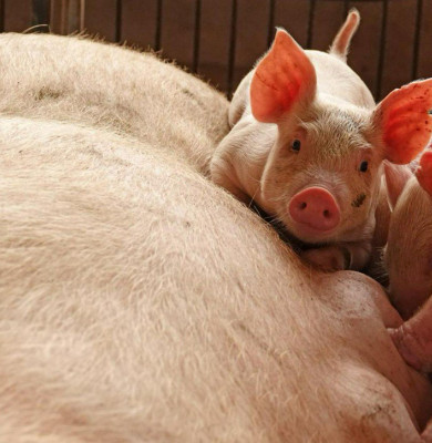 Pesta porcină africană, porci, suine, guiț