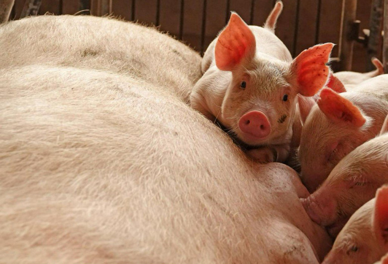 Pesta porcină africană, porci, suine, guiț