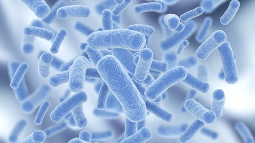Bacterii probiotice