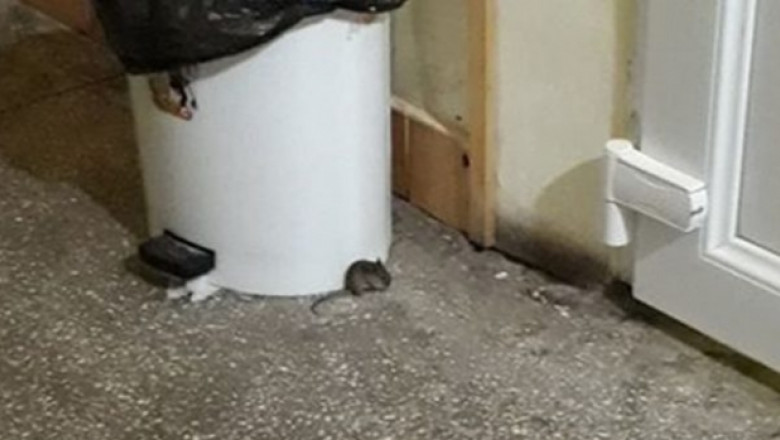Șoarece în Maternitatea Bega