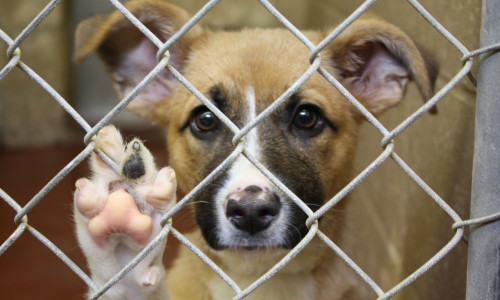 dog-shelter