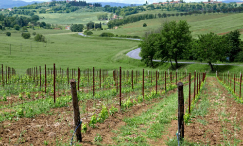 Teren agricol în Italia