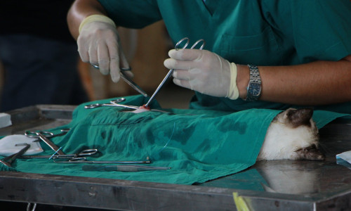 vet