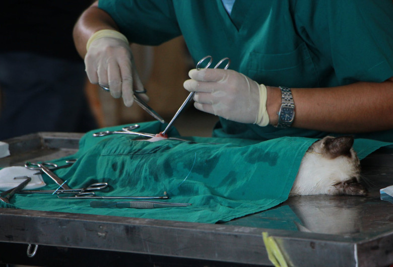 vet