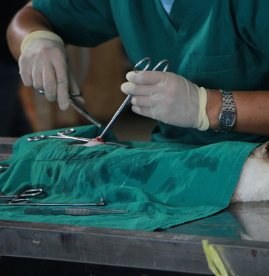 vet