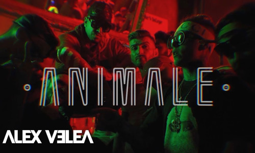 alex velea animale