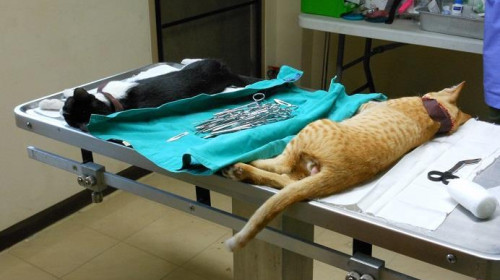 Sterilizarea pisicilor