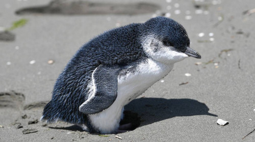 Pinguin pitic din Noua Zeelandă