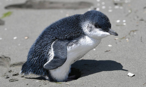 Pinguin pitic din Noua Zeelandă