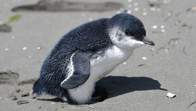 Pinguin pitic din Noua Zeelandă