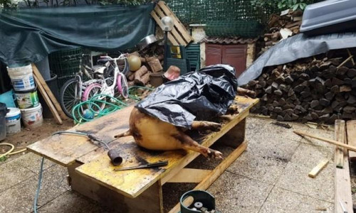 Porc tăiat de români în Italia