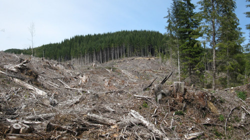 Defrișări de pădure