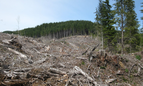 Defrișări de pădure