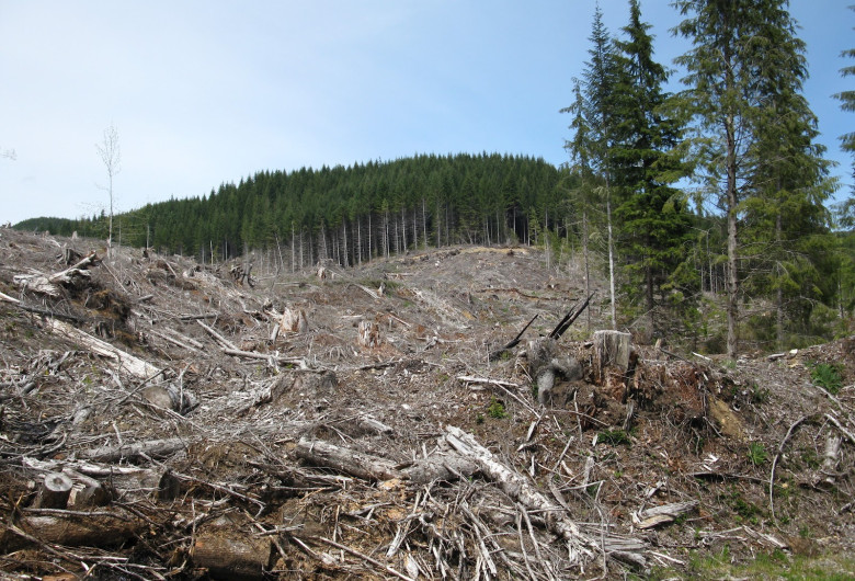 Defrișări de pădure