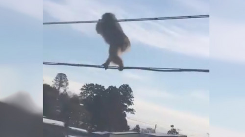 Maimuță echilibristă