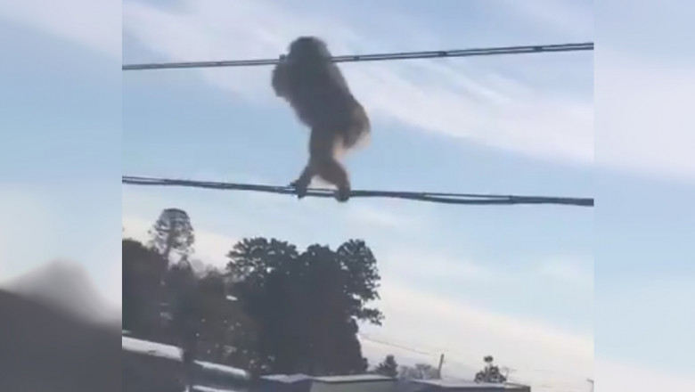 Maimuță echilibristă
