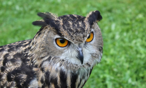 Bufnița Bubo Bubo