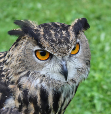 Bufnița Bubo Bubo