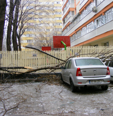 Copac căzut peste mașină