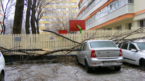 Copac căzut peste mașină