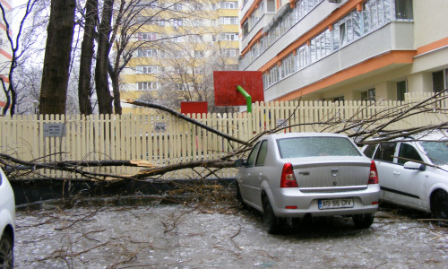 Copac căzut peste mașină